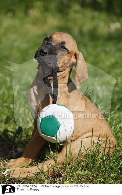 Tosa Inu Welpe / Tosa Inu Puppy / RR-25974