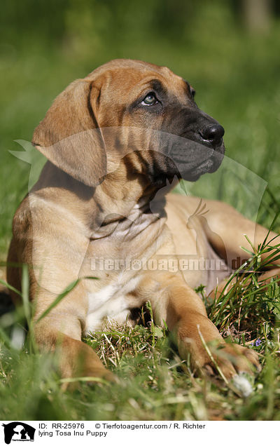 liegender Tosa Inu Welpe / lying Tosa Inu Puppy / RR-25976