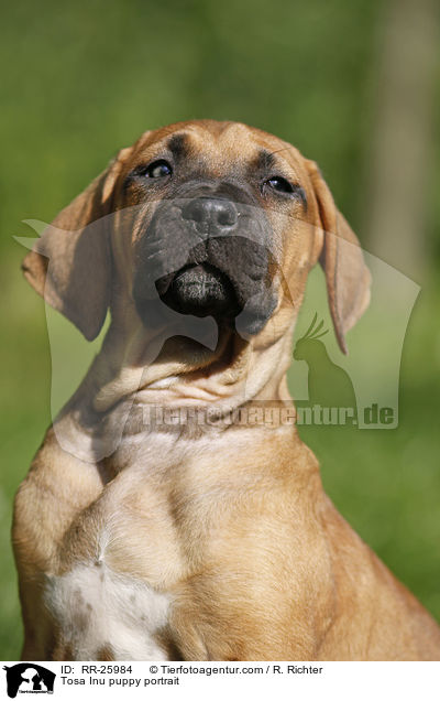 Tosa Inu Welpe Portrait / Tosa Inu puppy portrait / RR-25984
