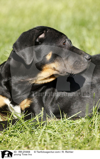 junger Tosa Inu / young Tosa Inu / RR-25988