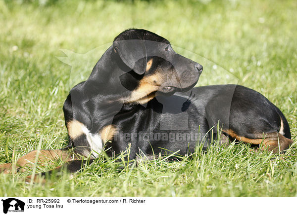 junger Tosa Inu / young Tosa Inu / RR-25992