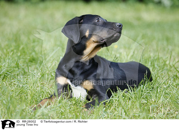 junger Tosa Inu / young Tosa Inu / RR-26002