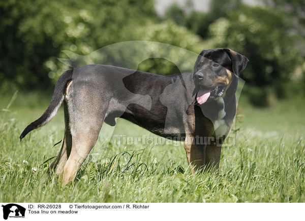 Tosa Inu auf Wiese / Tosa Inu on meadow / RR-26028