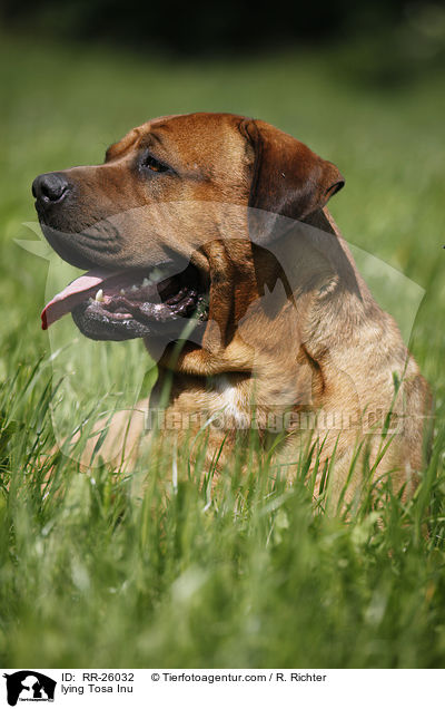 liegender Tosa Inu / lying Tosa Inu / RR-26032