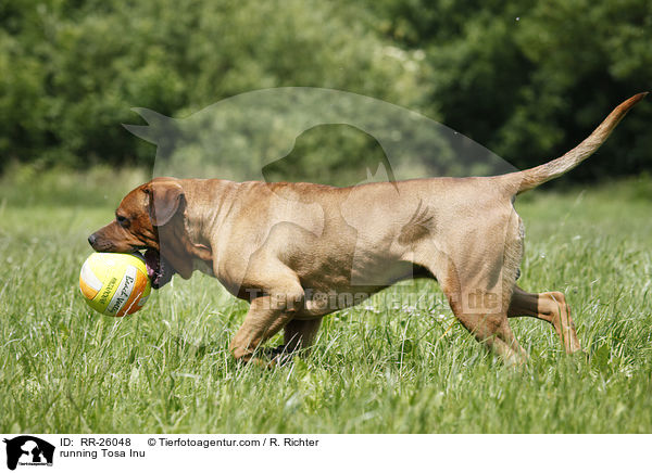 running Tosa Inu / RR-26048