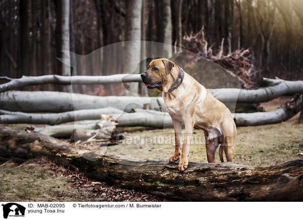 junger Tosa Inu / young Tosa Inu / MAB-02095