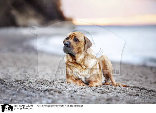 junger Tosa Inu / young Tosa Inu / MAB-02098