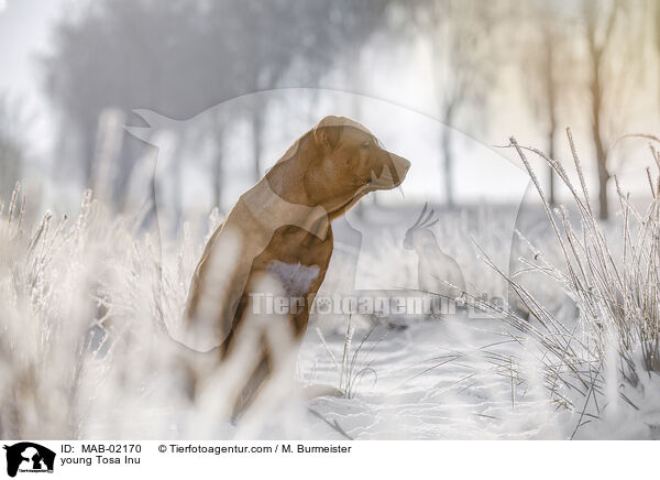 junger Tosa Inu / young Tosa Inu / MAB-02170