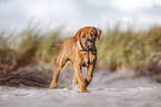 Tosa Inu Puppy
