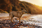 Tosa Inu Puppy