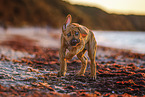 Tosa Inu Puppy