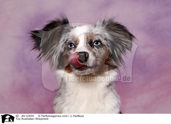 Toy Australian Shepherd / JH-12404