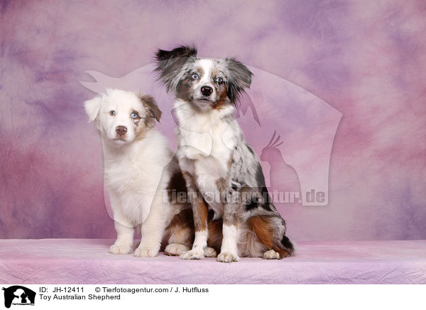 Toy Australian Shepherd / JH-12411