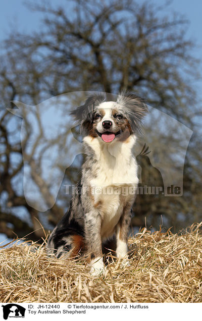 Toy Australian Shepherd / Toy Australian Shepherd / JH-12440