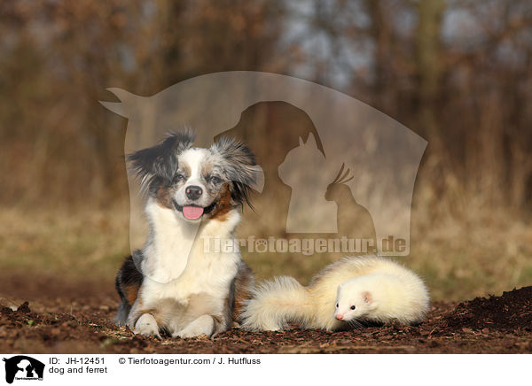 dog and ferret / JH-12451