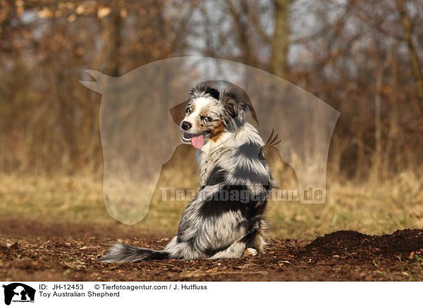Toy Australian Shepherd / Toy Australian Shepherd / JH-12453