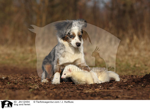dog and ferret / JH-12454