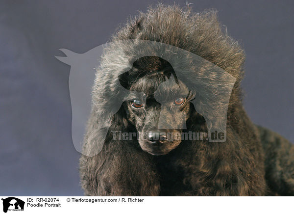Pudel / Poodle Portrait / RR-02074