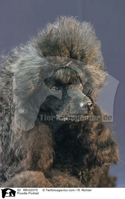 Pudel / Poodle Portrait / RR-02075