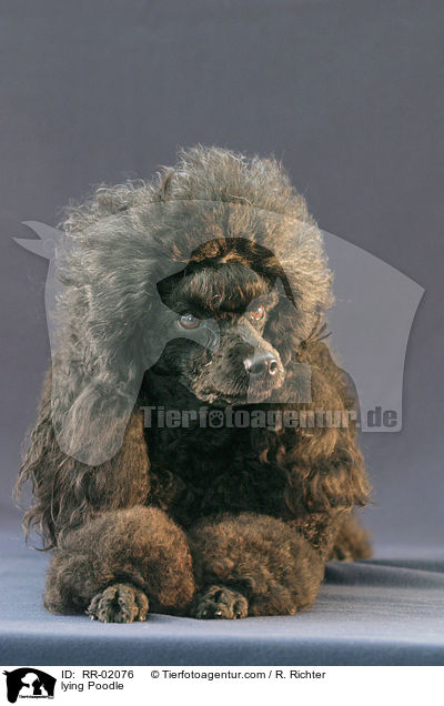 liegender Pudel / lying Poodle / RR-02076