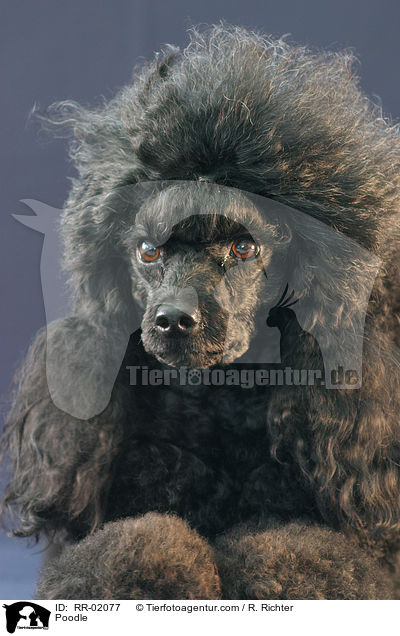 Pudel / Poodle / RR-02077