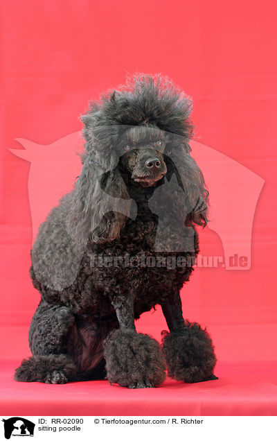 sitzender Pudel / sitting poodle / RR-02090