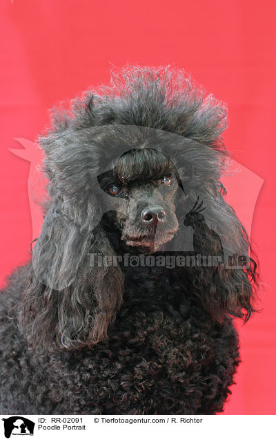 Pudel / Poodle Portrait / RR-02091