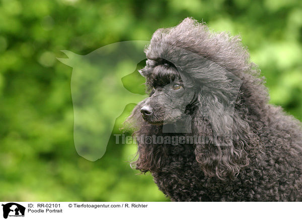 Pudel / Poodle Portrait / RR-02101