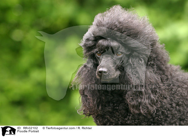 Pudel / Poodle Portrait / RR-02102