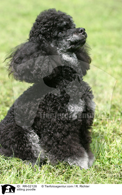sitzender Pudel / sitting poodle / RR-02128