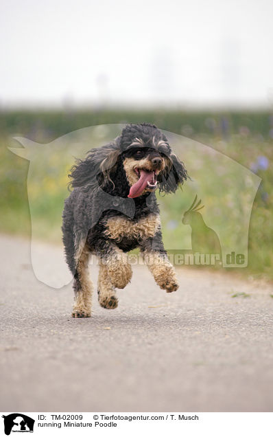 running Miniature Poodle / TM-02009