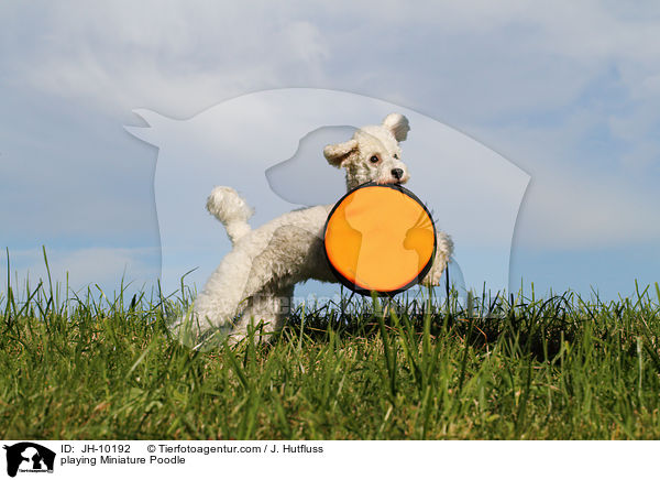 playing Miniature Poodle / JH-10192