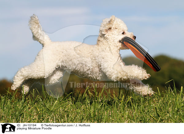 playing Miniature Poodle / JH-10194