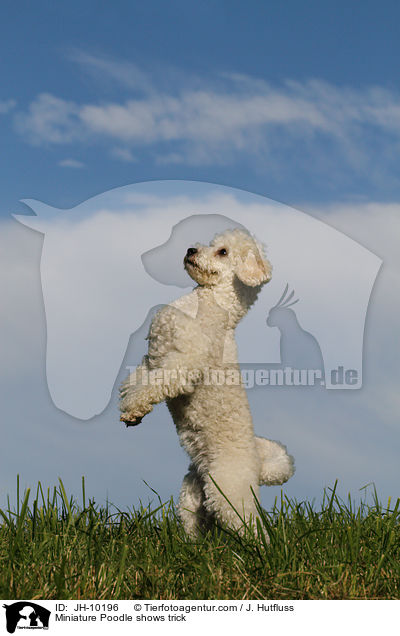 Zwergpudel macht Mnnchen / Toy Poodle shows trick / JH-10196