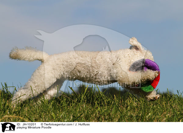 playing Miniature Poodle / JH-10201