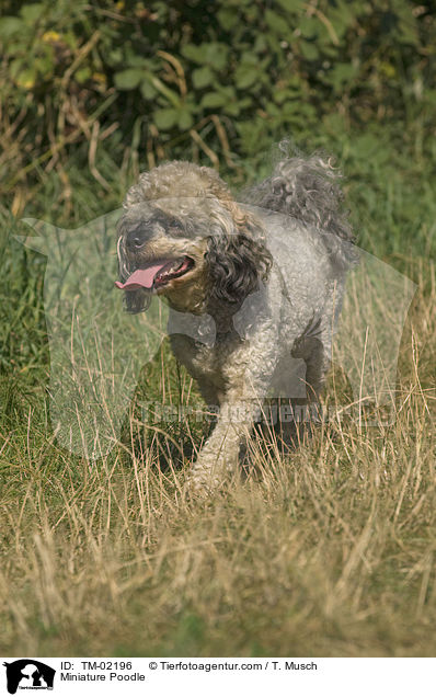 Miniature Poodle / TM-02196