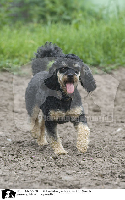 running Miniature poodle / TM-02278