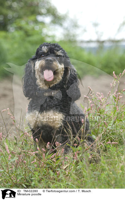 Miniature poodle / TM-02280