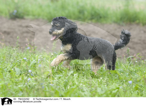 running Miniature poodle / TM-02292
