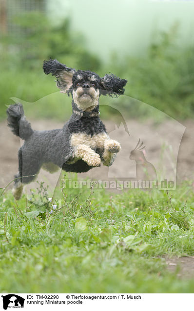 running Miniature poodle / TM-02298