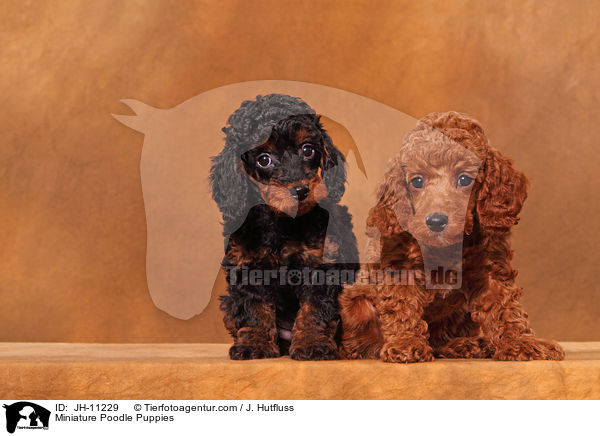 Miniature Poodle Puppies / JH-11229