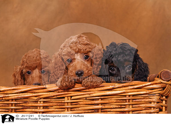 Miniature Poodle Puppies / JH-11241