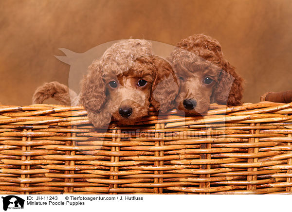 Miniature Poodle Puppies / JH-11243