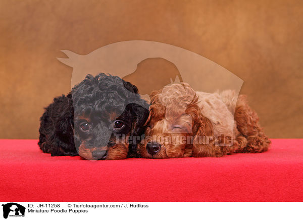Miniature Poodle Puppies / JH-11258