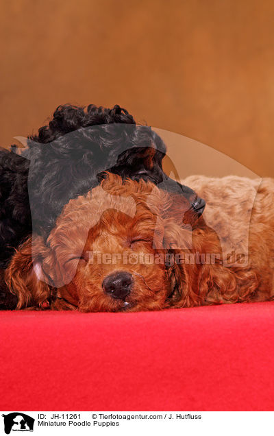 Miniature Poodle Puppies / JH-11261