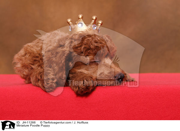 Zwergpudel Welpe / Miniature Poodle Puppy / JH-11266