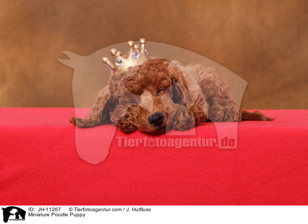 Miniature Poodle Puppy / JH-11267