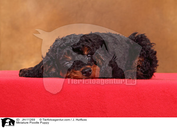 Miniature Poodle Puppy / JH-11269