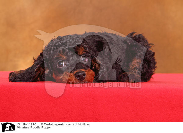 Miniature Poodle Puppy / JH-11270