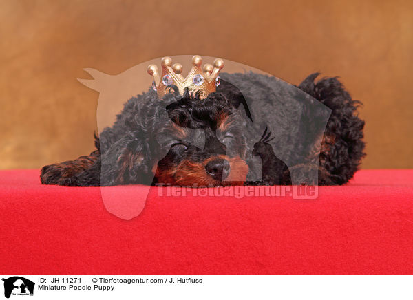 Zwergpudel Welpe / Miniature Poodle Puppy / JH-11271
